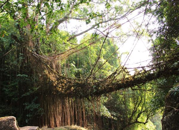 Корневой мост недалеко от индийского города Черапунджи. Фото с сайта livingrootbridges.com