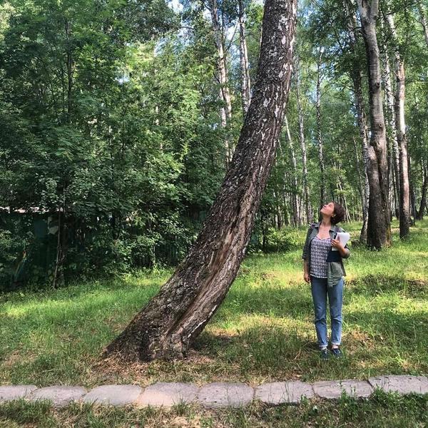 Вашему дереву нужен доктор? Спешите на консультацию к специалистам. Фото с сайта facebook.com/treedoctor.msk