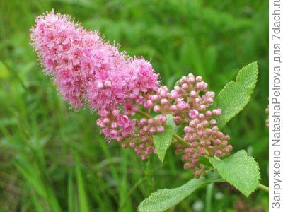 спирея иволистная, фото из интернета