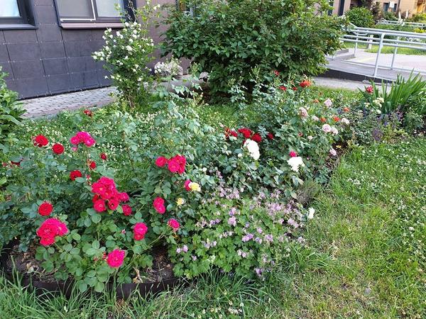 Цветник в городском дворе. Фото Евгении Фирсовой