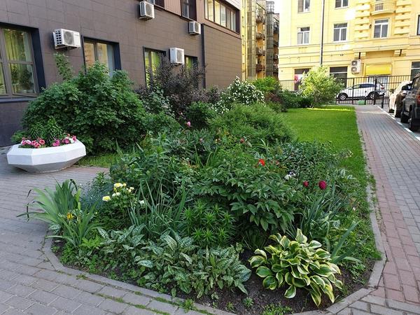 В городском цветоводстве есть свои сложности. Фото Евгении Фирсовой