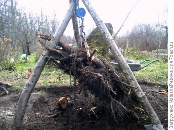 Вот, вчера фотографировала