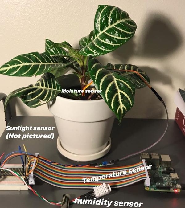 Устройство он-лайн полива. Фото с сайта instagram.com/takecareofmyplant/