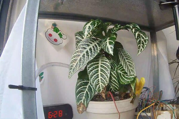 Афеландра по имени Фрейя. Фото с сайта takecareofmyplant.com