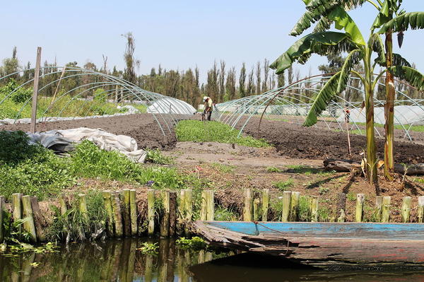 Чинампы - эффективный способ ведения сельского хозяйства. Фото с сайта en.wikipedia.org