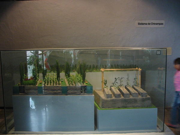 Модели чинамп, используемых ацтеками в озерах, окружающих Теночтитлан. Музей Темпло Майор (Templo Mayor). Фото с сайта en.wikipedia.org