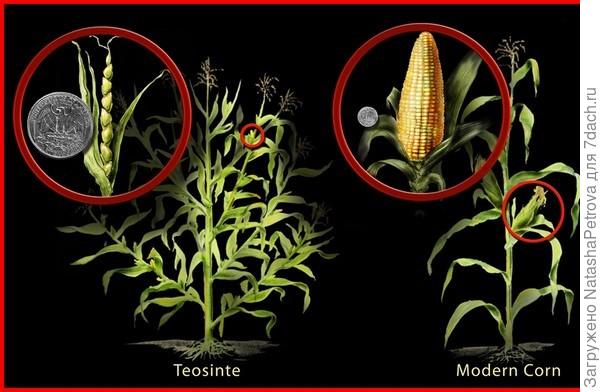 Дикая кукуруза и современная. Фото из интернета