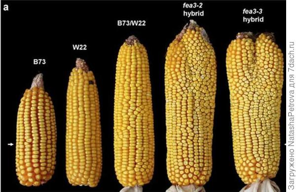 А можно еще и так: новые гибриды кукурузы. Фото из интернета