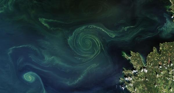Цветение океана видно из космоса. Фото с сайта meteovesti.ru