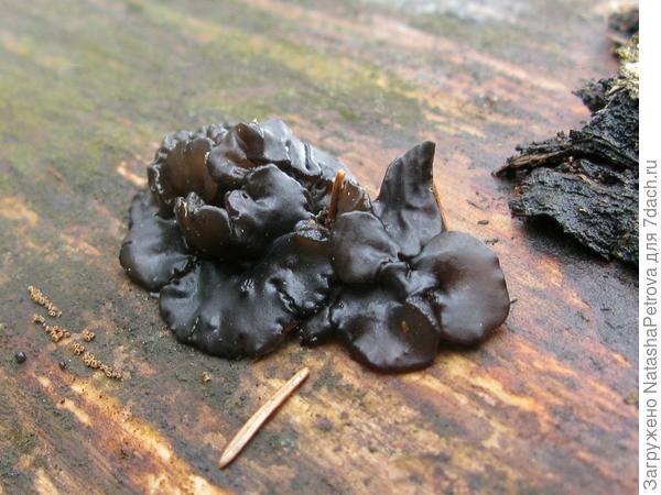 Эксидия усеченная. Фото из интернета