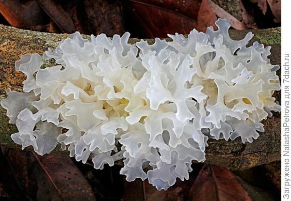 Дрожалка фукусовидная. Фото из интернета