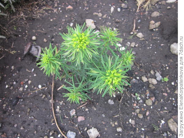 Подскажите название этого растения.