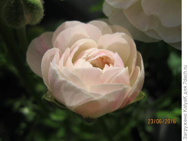 ранункулюс