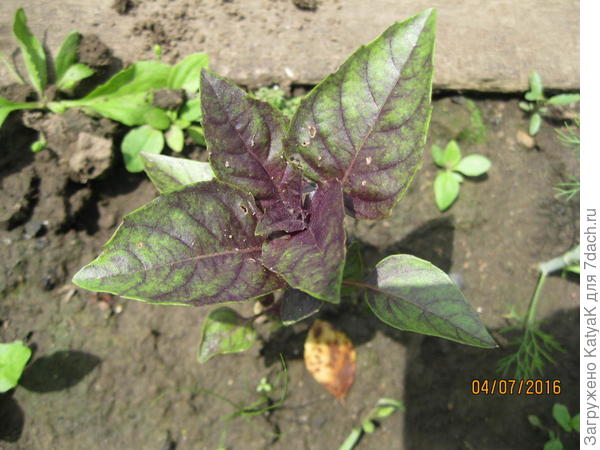 базилик овощной фиолетовый