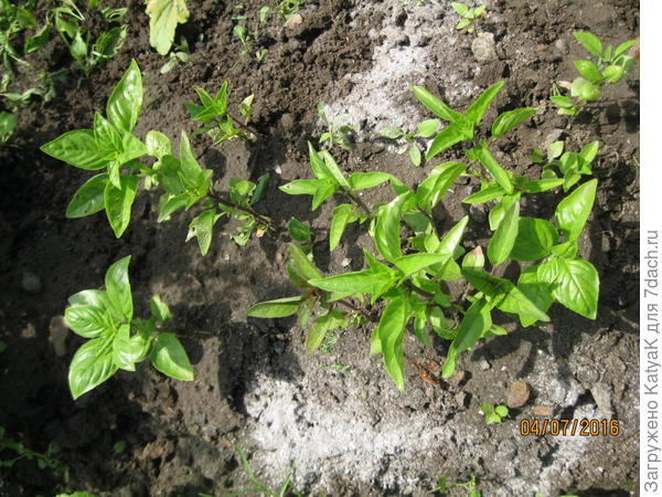 базилик гвоздичный аромат