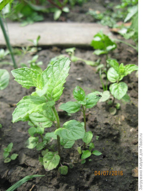 мята лекарственная