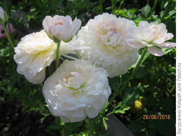 ранункулюс