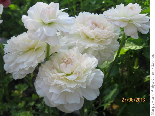 ранункулюс