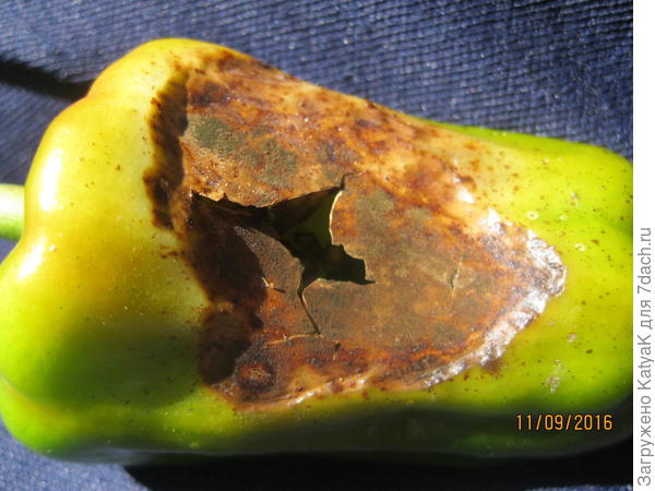 Вот что стало с тем перцем, что на фото