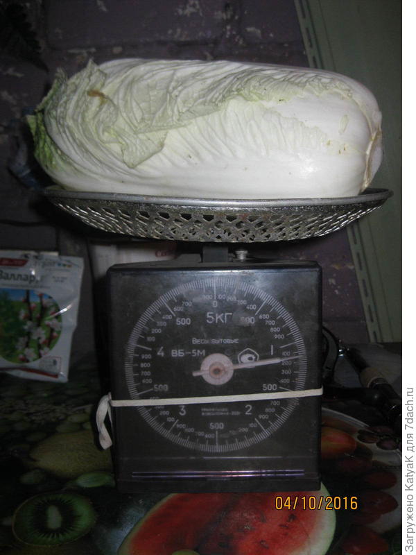 пекинская капуста
