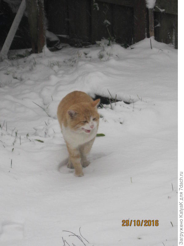 кот и первый снег
