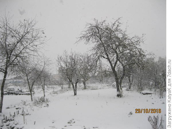 первый снег