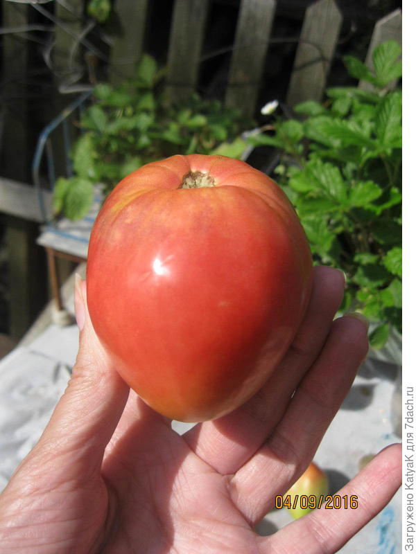 Розовый мед