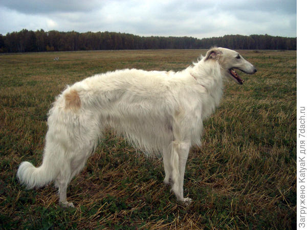 русская псовая(фото из интернета)