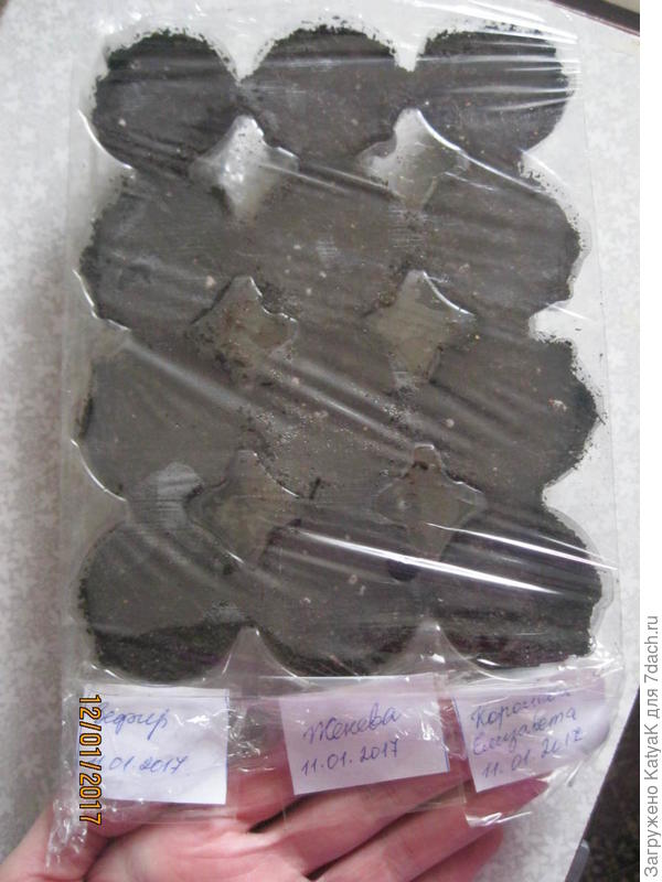 подпись рассады