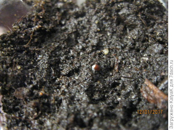 лаванда проклюнулась, в центре кадра видно