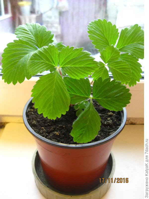 моя клубника из семян