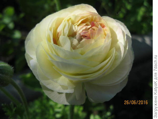 Мой ранункулюс тебе!