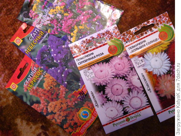 гелихризум и статице