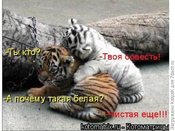 картинка из интернета