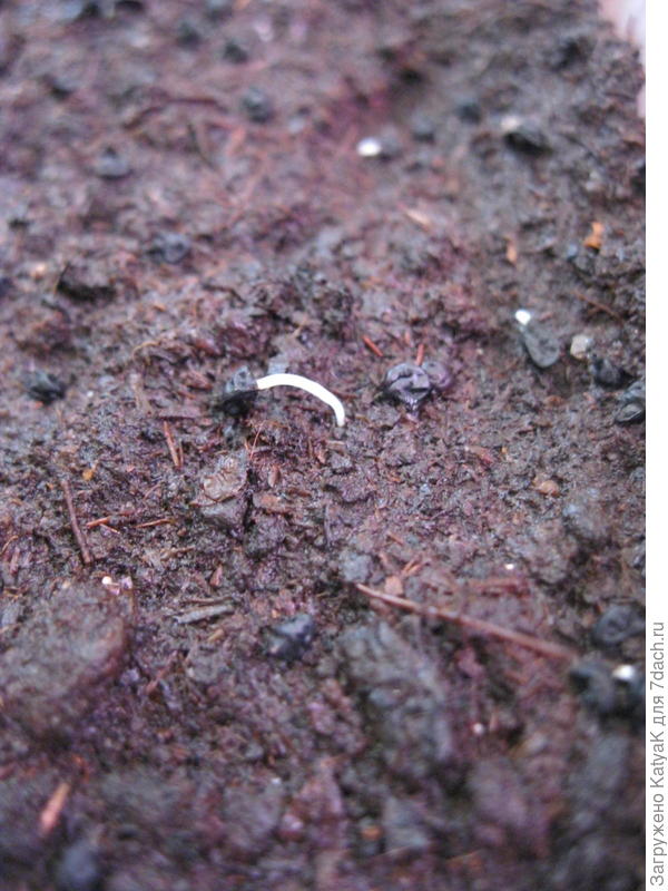 лук порей проростает