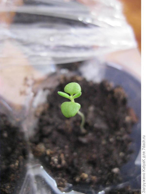 Первые настоящие листочки у лаванды, посаженной 8.01.2017