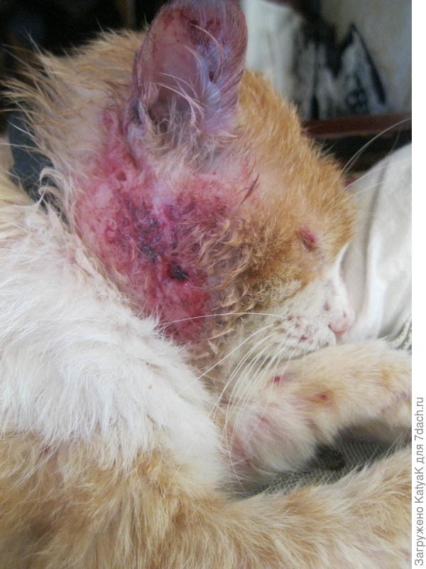 После драки с соседским котом