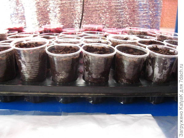 перцы посажены