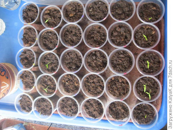 края стаканчиков помечены лаком для ногтей в соответствии с сортом. Сорта на бумажках записаны и приклеены к первому в ряду стакану.