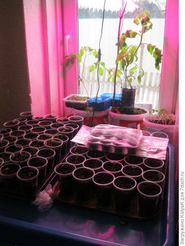 И ведра, и стаканчики и емкости от грибов и даже от киндер сюрпризов))