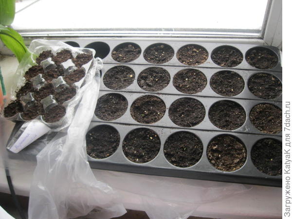 эустома чего- то ждет с вероникой напару