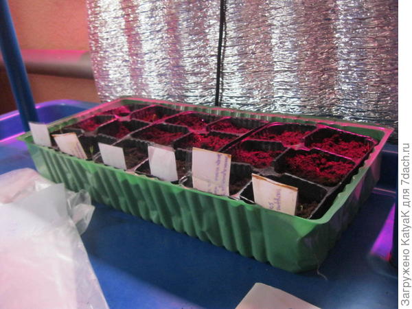 третий год ячейкам