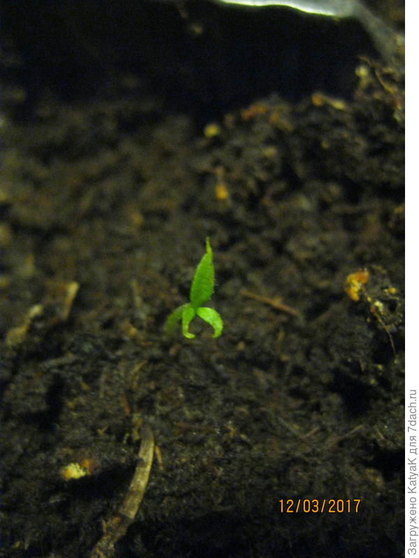 перец острый дынный