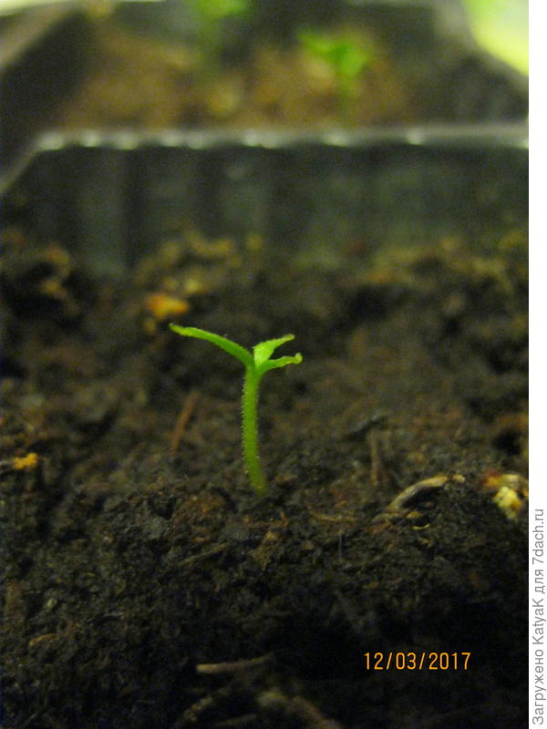 перец острый дынный