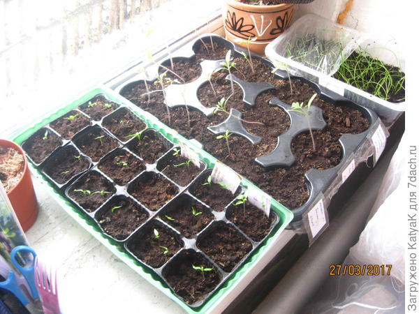 перцы томаты лук