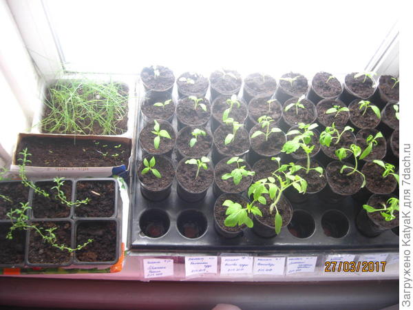 томаты лаванда лук вербена