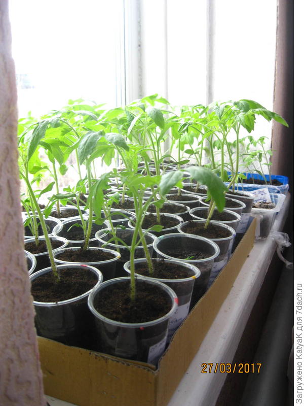 рассада томаты
