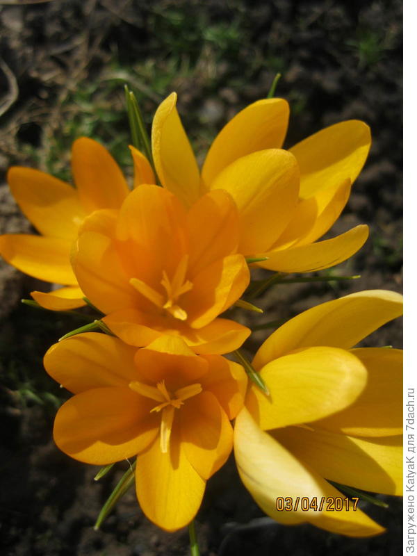 весеннего настроения вам!