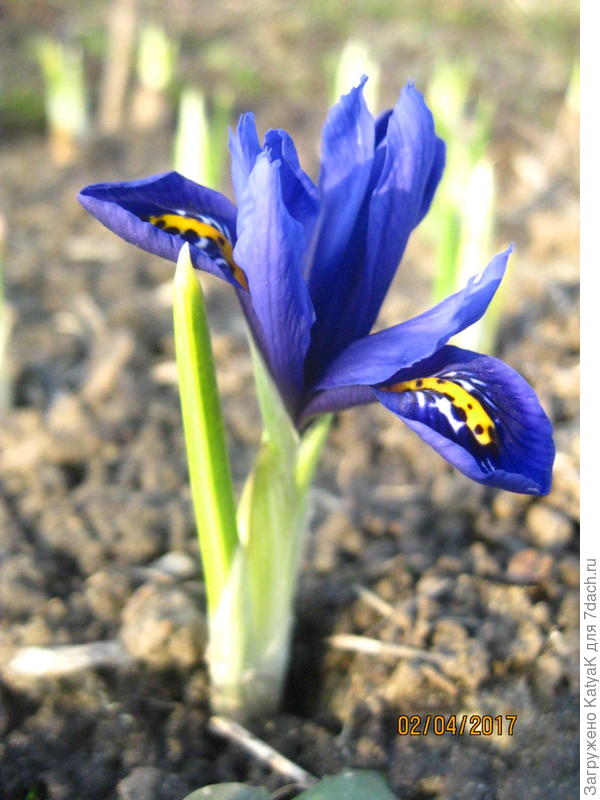 весенний ирис для вас