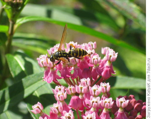 Любимый медонос